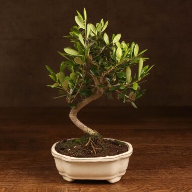 Бонсай Олива в бежевой плошке 30 см &mdash; Luxurybonsai.ru