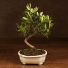 Бонсай Олива в бежевой плошке 30 см фото 1 &mdash; Luxurybonsai.ru