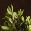 Бонсай Олива в бежевой плошке 30 см фото 2 &mdash; Luxurybonsai.ru