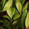 Бонсай Олива в бежевой плошке 30 см фото 3 &mdash; Luxurybonsai.ru