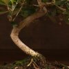 Бонсай Олива в бежевой плошке 30 см фото 5 &mdash; Luxurybonsai.ru