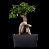 Бонсай Фикус Гинсенг в черной плошке фото 1 &mdash; Luxurybonsai.ru