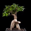 Бонсай Фикус Гинсенг в черной плошке фото 2 &mdash; Luxurybonsai.ru