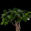 Бонсай Фикус Гинсенг в черной плошке фото 3 &mdash; Luxurybonsai.ru
