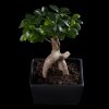 Бонсай Фикус Гинсенг в черной плошке фото 4 &mdash; Luxurybonsai.ru