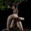 Бонсай Фикус Гинсенг в черной плошке фото 5 &mdash; Luxurybonsai.ru