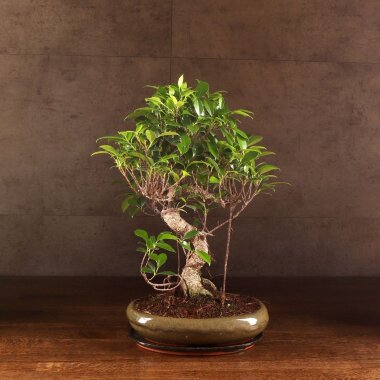 Бонсай Фикус овал 50 см &mdash; Luxurybonsai.ru