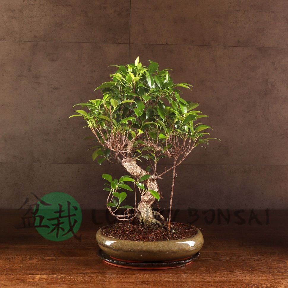 Бонсай Фикус овал 50 см фото 1 &mdash; Luxurybonsai.ru
