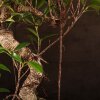 Бонсай Фикус овал 50 см фото 3 &mdash; Luxurybonsai.ru