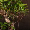 Бонсай Фикус овал 50 см фото 4 &mdash; Luxurybonsai.ru