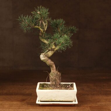 Бонсай Сосна 37 см &mdash; Luxurybonsai.ru