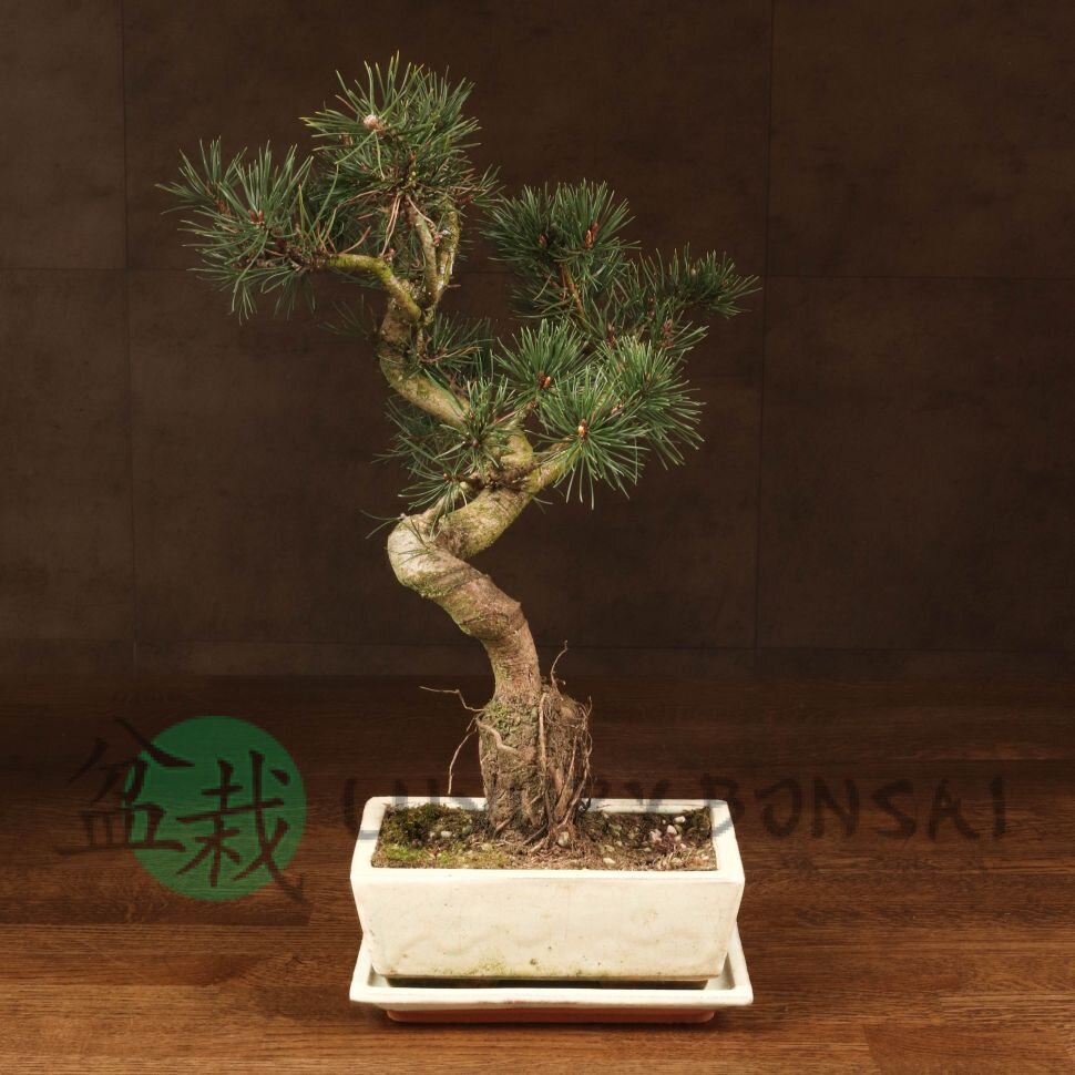 Бонсай Сосна 37 см фото 1 &mdash; Luxurybonsai.ru