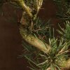 Бонсай Сосна 37 см фото 2 &mdash; Luxurybonsai.ru