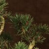 Бонсай Сосна 37 см фото 3 &mdash; Luxurybonsai.ru