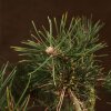 Бонсай Сосна 37 см фото 4 &mdash; Luxurybonsai.ru