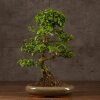 Бонсай Лигуструм 65 см фото 1 &mdash; Luxurybonsai.ru