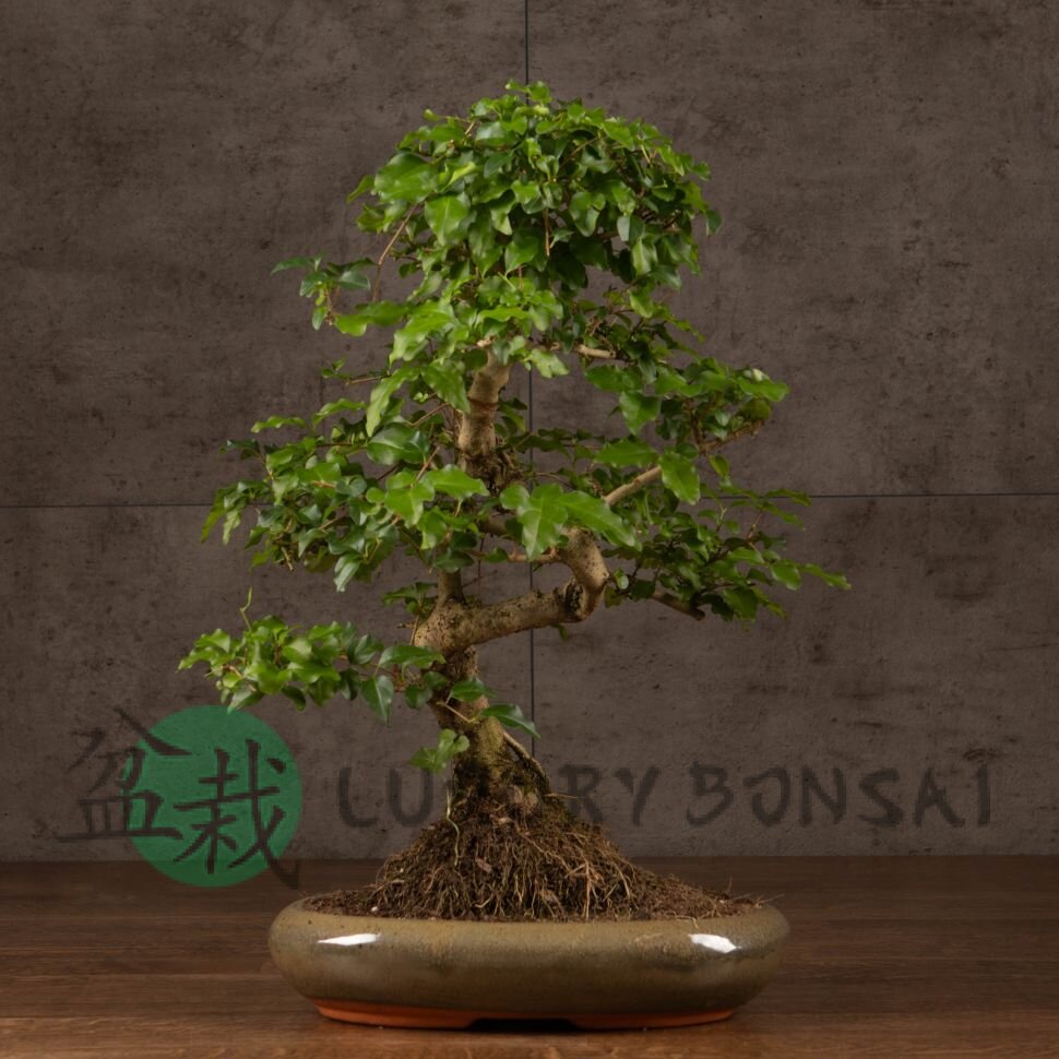 Бонсай Лигуструм 65 см фото 1 &mdash; Luxurybonsai.ru