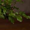 Бонсай Лигуструм 65 см фото 3 &mdash; Luxurybonsai.ru