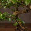 Бонсай Лигуструм 65 см фото 4 &mdash; Luxurybonsai.ru
