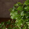 Бонсай Лигуструм 65 см фото 5 &mdash; Luxurybonsai.ru