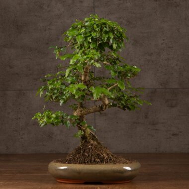 Бонсай Лигуструм 65 см &mdash; Luxurybonsai.ru