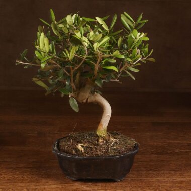 Бонсай Олива в черной плошке 30 см &mdash; Luxurybonsai.ru