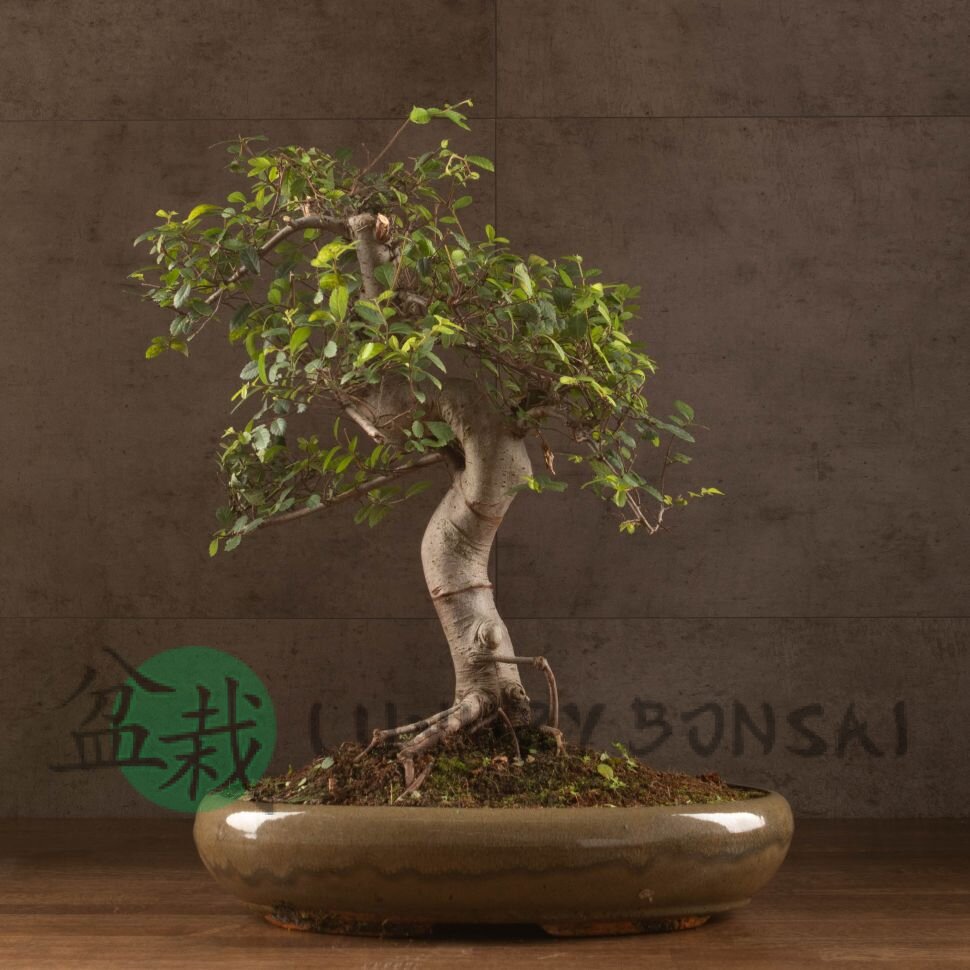 Бонсай Вяз 60 см фото 1 &mdash; Luxurybonsai.ru