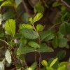 Бонсай Вяз 60 см фото 4 &mdash; Luxurybonsai.ru