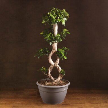 Бонсай Фикус "8"  80/35 &mdash; Luxurybonsai.ru