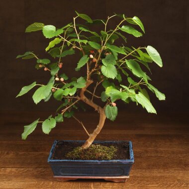 Бонсай Шелковица 50 см в синей плошке &mdash; Luxurybonsai.ru