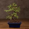 Бонсай Кизильник 27 см фото 1 &mdash; Luxurybonsai.ru