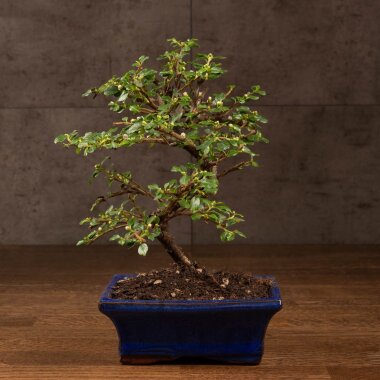 Бонсай Кизильник 27 см &mdash; Luxurybonsai.ru