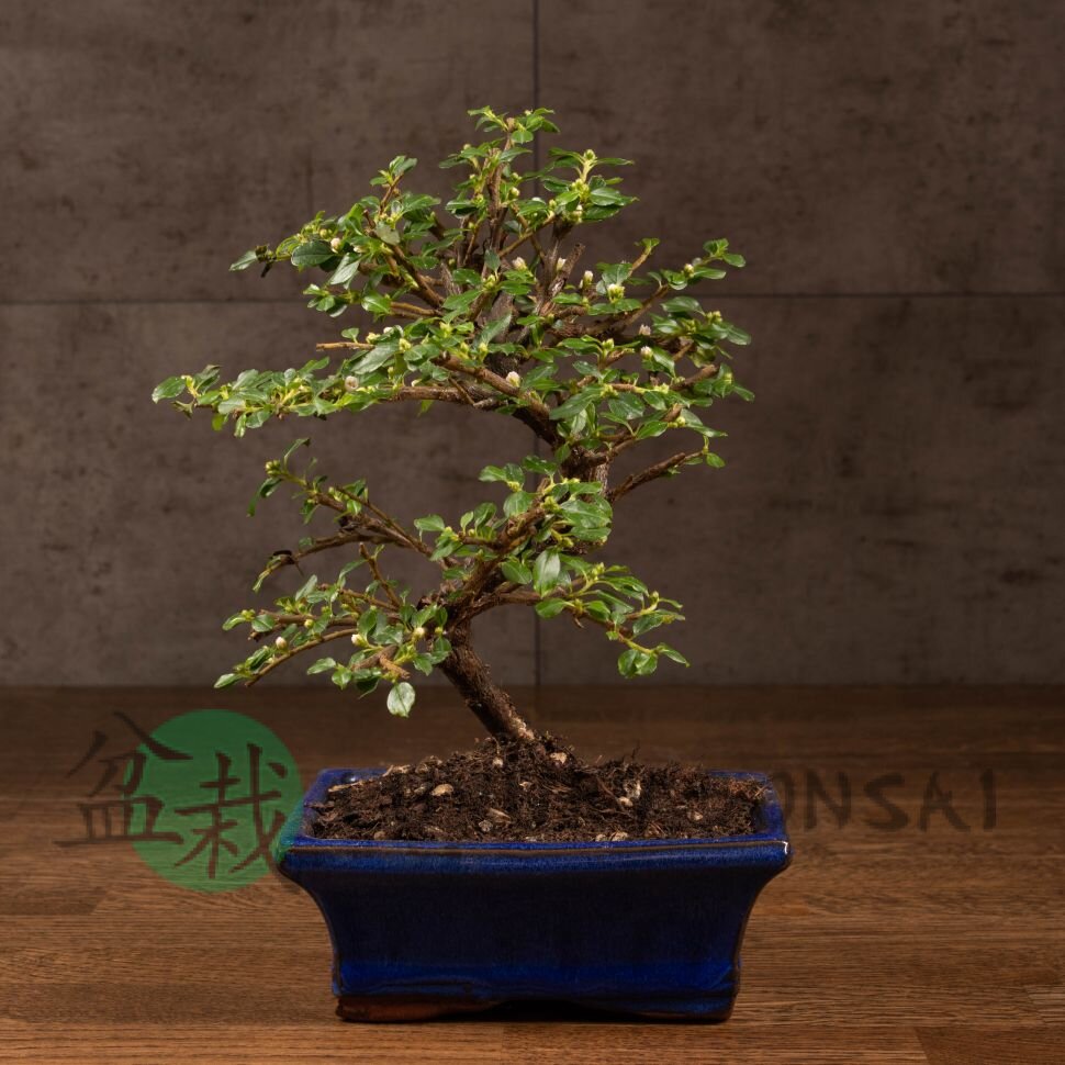 Бонсай Кизильник 27 см фото 1 &mdash; Luxurybonsai.ru