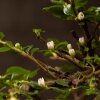 Бонсай Кизильник 27 см фото 2 &mdash; Luxurybonsai.ru