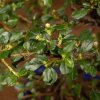Бонсай Кизильник 27 см фото 3 &mdash; Luxurybonsai.ru