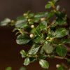 Бонсай Кизильник 27 см фото 4 &mdash; Luxurybonsai.ru