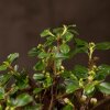 Бонсай Кизильник 27 см фото 5 &mdash; Luxurybonsai.ru