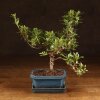 Бонсай Азалия 34 см фото 1 &mdash; Luxurybonsai.ru