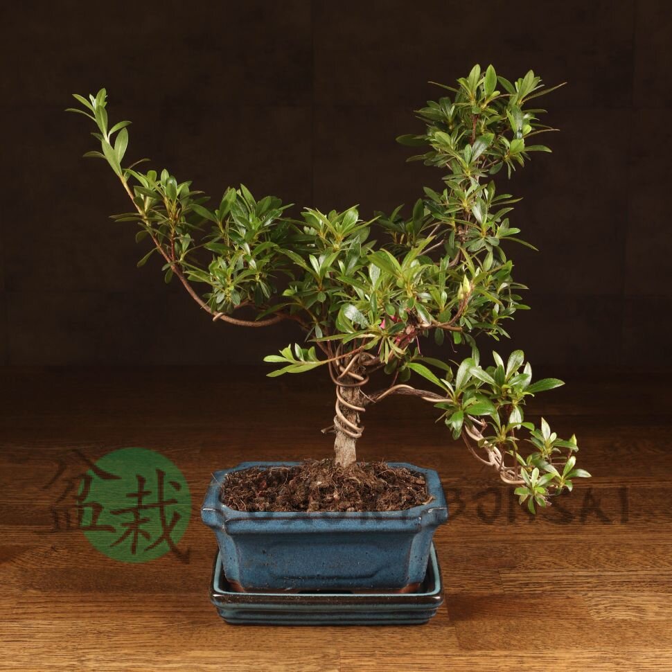 Бонсай Азалия 34 см фото 1 &mdash; Luxurybonsai.ru