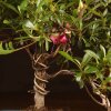 Бонсай Азалия 34 см фото 2 &mdash; Luxurybonsai.ru