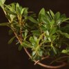 Бонсай Азалия 34 см фото 3 &mdash; Luxurybonsai.ru