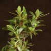 Бонсай Азалия 34 см фото 4 &mdash; Luxurybonsai.ru