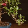 Бонсай Азалия 34 см фото 5 &mdash; Luxurybonsai.ru