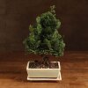 Бонсай Кипарисовик 40 см фото 1 &mdash; Luxurybonsai.ru