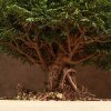 Бонсай Кипарисовик 40 см фото 2 &mdash; Luxurybonsai.ru