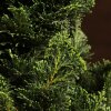 Бонсай Кипарисовик 40 см фото 4 &mdash; Luxurybonsai.ru