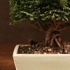 Бонсай Кипарисовик 40 см фото 5 &mdash; Luxurybonsai.ru