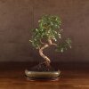 Бонсай Кармона в овальной плошке 38 см фото 1 &mdash; Luxurybonsai.ru