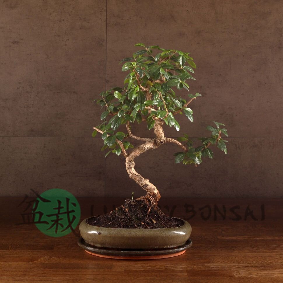 Бонсай Кармона в овальной плошке 38 см фото 1 &mdash; Luxurybonsai.ru