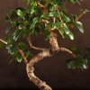Бонсай Кармона в овальной плошке 38 см фото 2 &mdash; Luxurybonsai.ru